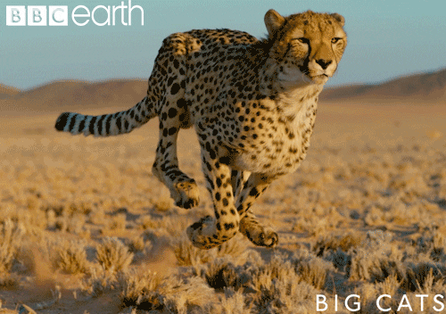 Bbc Earth Big Cats Cheetah Running Slow Movement GIF