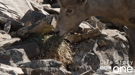 Bbc One Mouse Screaming GIF