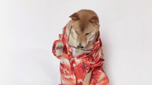 Beach Outfit Doge Meme GIF