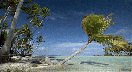 Beach Palm Tree Leaning On The Ground GIF