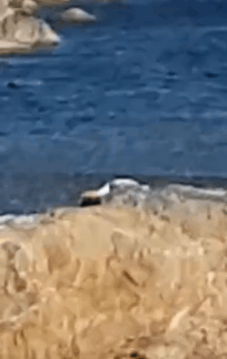 Beach Scene With Blue Ocean