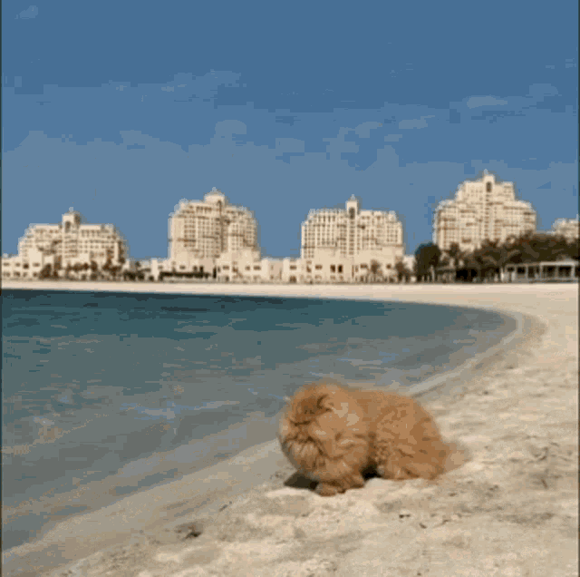 Beach Vacation Fat Cat GIF