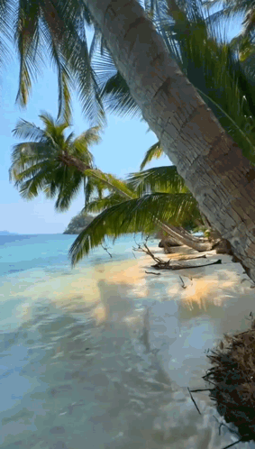Beach With Palm Trees and Water