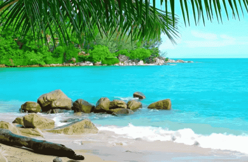 Beach With Rocks, Palm Trees, and Blue Ocean