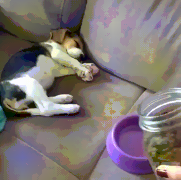 Beagle Dog Food GIF