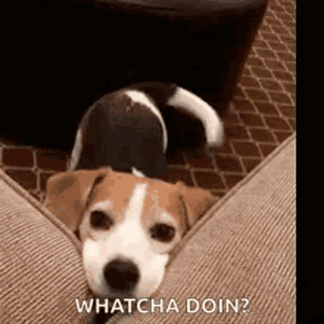 Beagle Dog Gif GIF