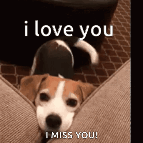 Beagle Dog Laying On Couch I Love You I Miss You GIF