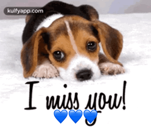 Beagle Puppy Laying Down Saying I Miss You