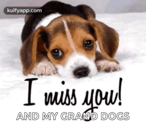 Beagle Puppy Lying On Bed Saying I Miss You GIF