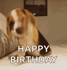 Beagle Puppy Says Happy Birthday