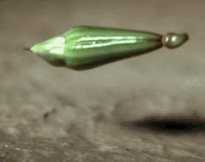 Bean Sprout Plant GIF