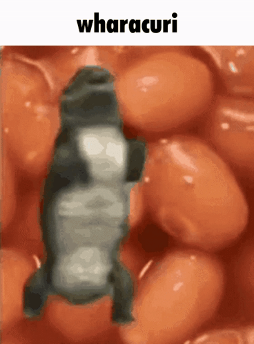 Beans with Wharacuri