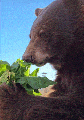 Bear Bear Eating Gif GIF