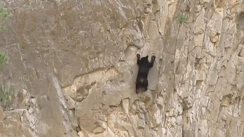 Bear Climbing Rock GIF