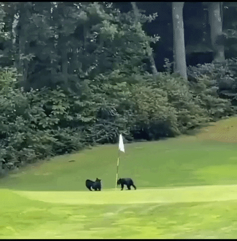 Bear Cubs Playing In Golf Course GIF