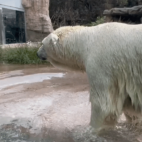 Bear Drenched With Water Shaking GIF