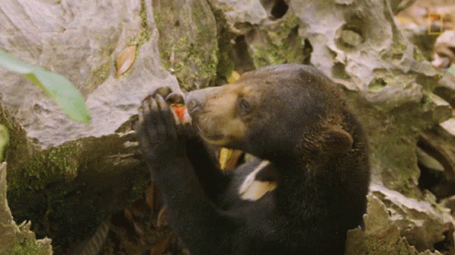 Bear Eating Strawberry From Rock GIF