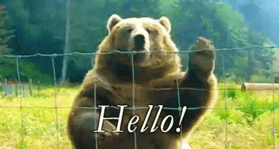Bear Greetings Hello GIF