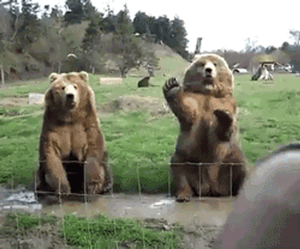 Bear In Nature Waving Hello GIF