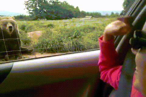 Bear Love Waving Hello GIF