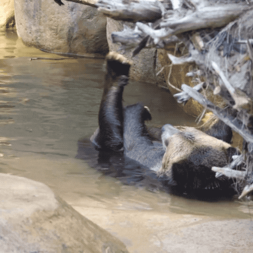 Bear Lying In The Water GIF