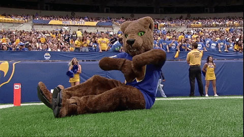Bear Mascot Hawaii Football GIF