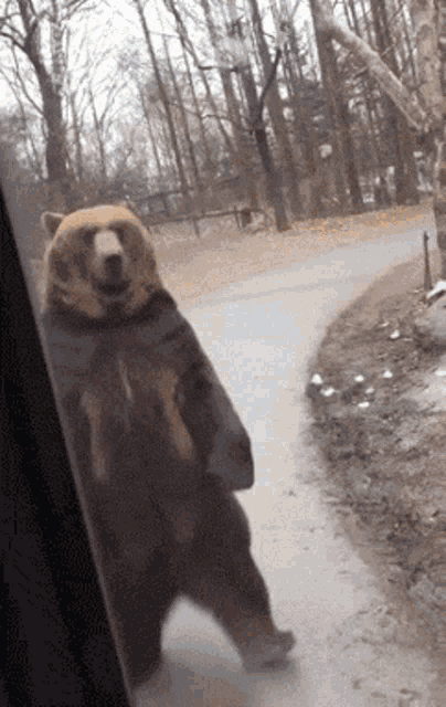 Bear Passing By GIF