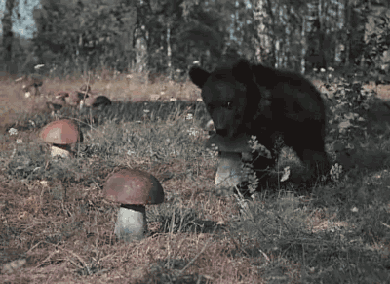 Bear Picking Mushroom GIF