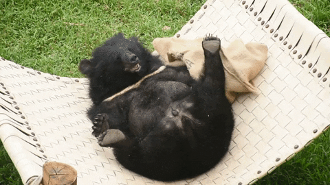 Bear Playing A Cloth GIF