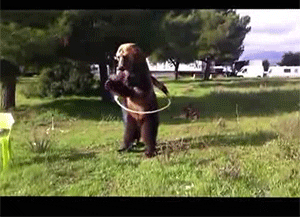Bear Playing Hulahoop GIF