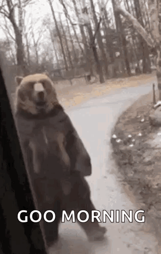 Bear Saying Good Morning