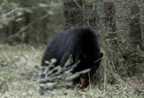 Bear Shaking And Fell Down GIF