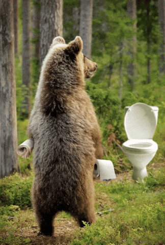 Bear Standing Beside Toilet and Toilet Paper