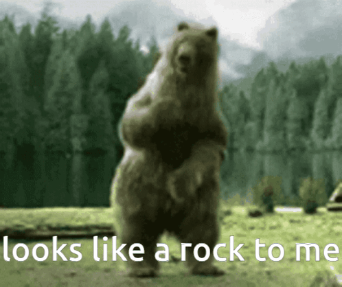 Bear Standing On Hind Legs Looks Like Rock GIF