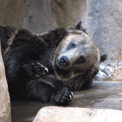Bear Staring While Lying GIF