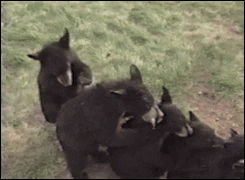 Bear Staying In Line GIF