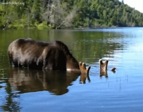 Bear Swimming in Lake with Swordofthefang
