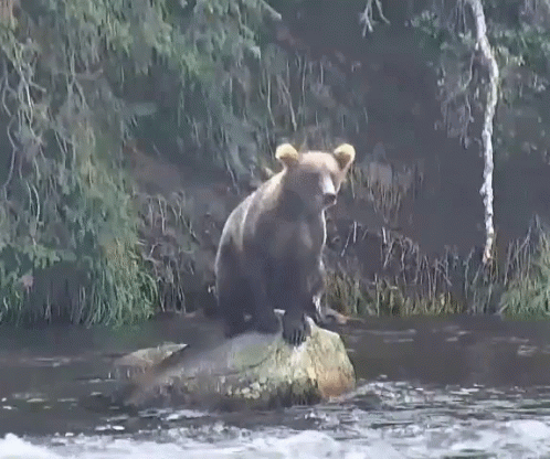 Bear Walking Across River Near Tree