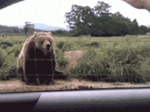 Bear Waving At A Person In The Car GIF
