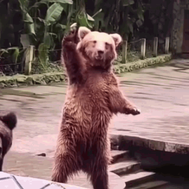 Bear Waving While Standing GIF