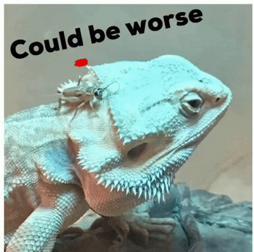 Bearded Dragon And Insect Could Be Worse GIF