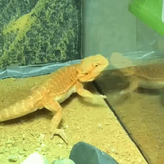 Bearded Dragon Attacking Itself GIF
