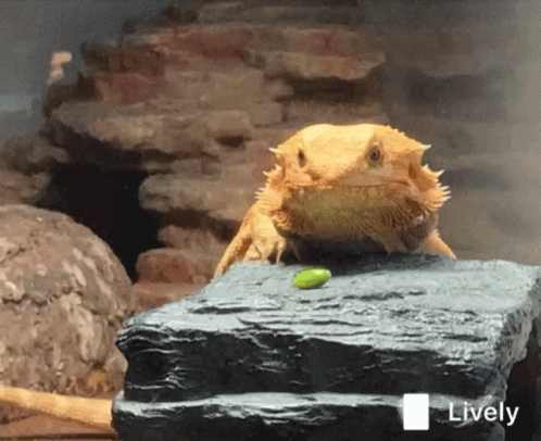 Bearded Dragon Eating GIF