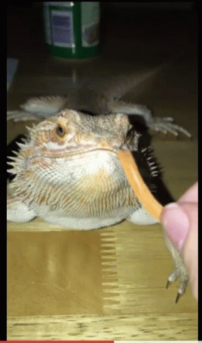Bearded Dragon Eats Gummy Worm GIF