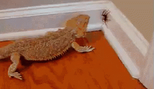 Bearded Dragon Eats Spider GIF