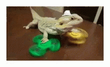 Bearded Dragon Fidget Spinner GIF
