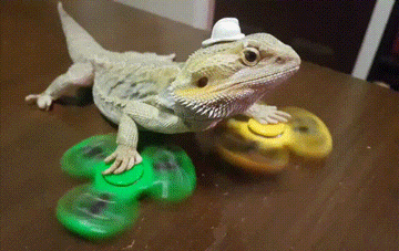 Bearded Dragon Fidget Spinner GIF