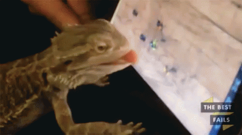 Bearded Dragon In Front Of Phone GIF