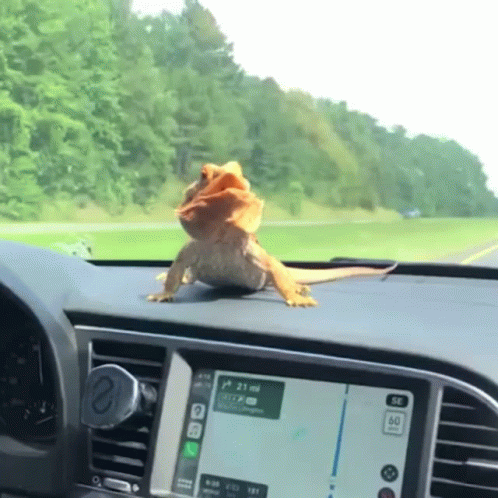 Bearded Dragon In The Car GIF
