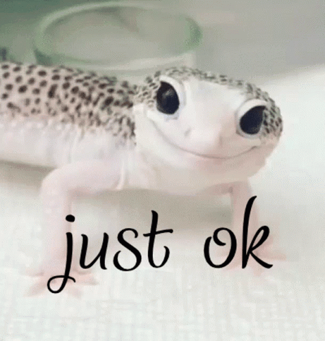 Bearded Dragon Just Okay GIF